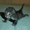 f pics 009 