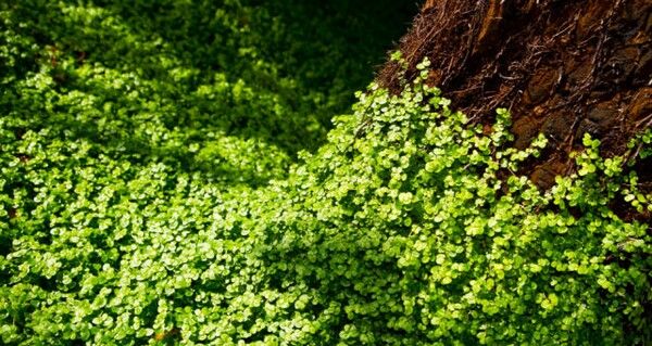 krasotata na prirodata 27 08 Красотата на природата   още 36 снимки