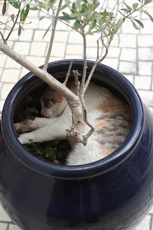 miasto spane kotki 01 Котките знаят къде се спи най сладко!