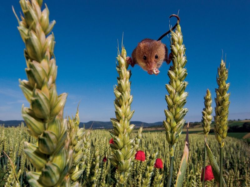 national geographic 07 2013 01 Най добрите снимки в National Geographic за юли 2013 г.