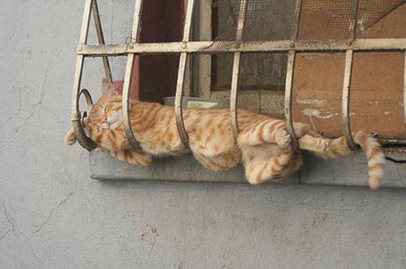 spiashti kotki 01 Спящи котки