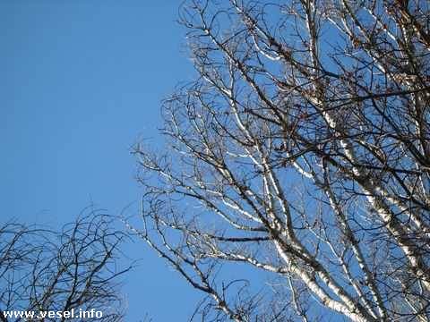 spring 038 